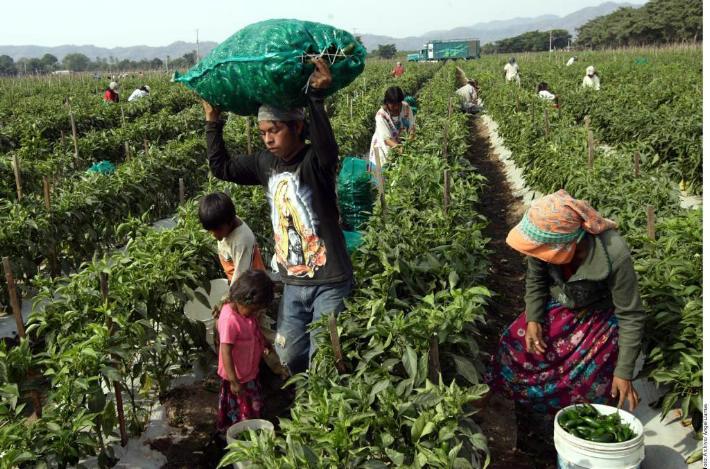 Por una agenda social incluyente: La situación de vida de jornaleros(as) agrícolas en México
